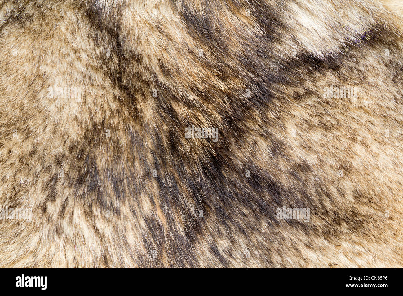 the background texture of the fur pelt of a wild Wolf Stock Photo