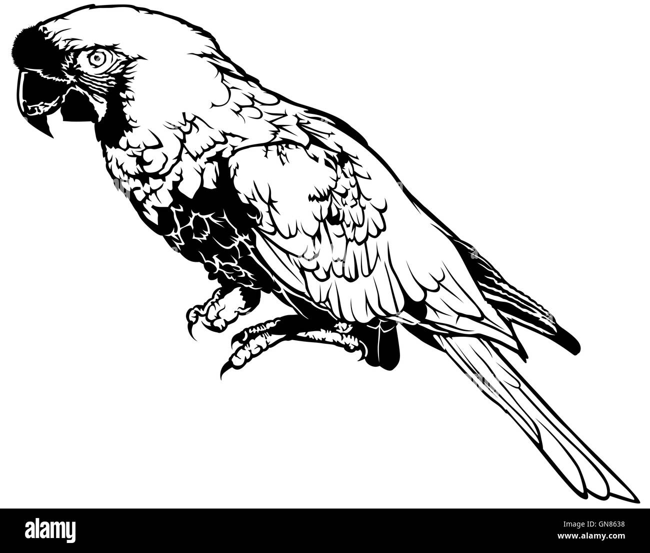 Black and White Parrot Stock Vector