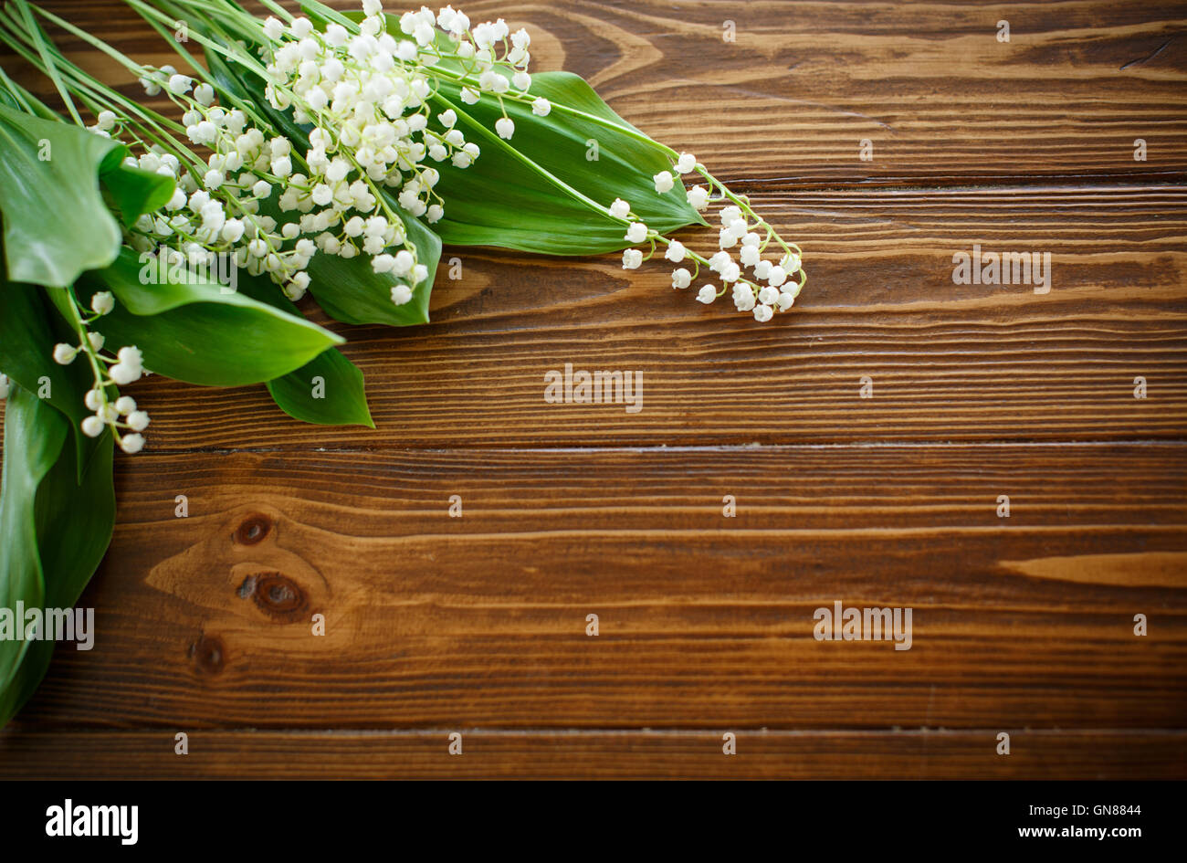 blooming lily of the valley Stock Photo - Alamy