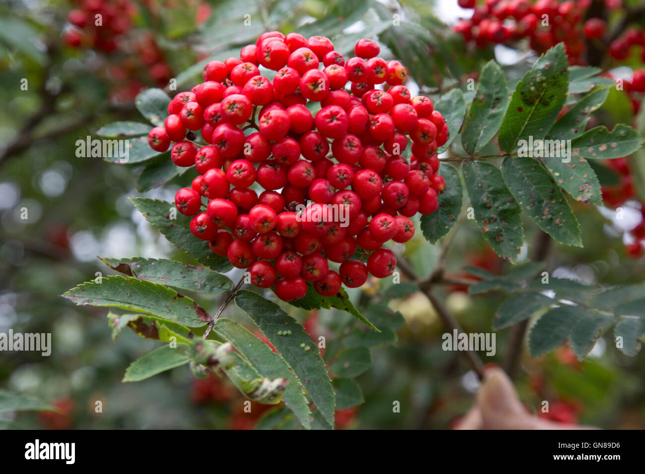 Cluster of red berries on Mountain ash tree Mid Wales Stock Photo