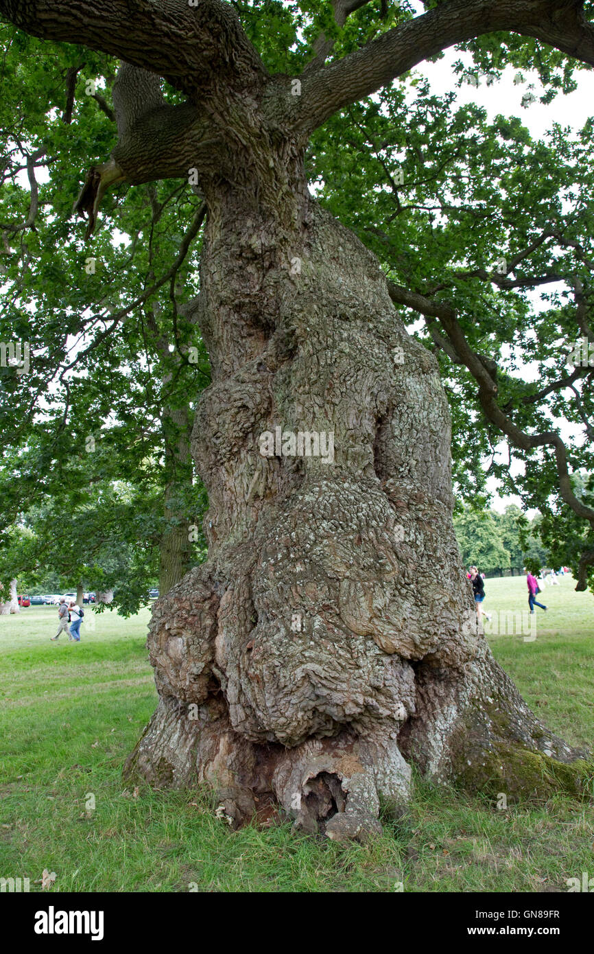 Bole of trunk of ancient knarled sessile oak tree Blenheim Place Woodstock UK Stock Photo