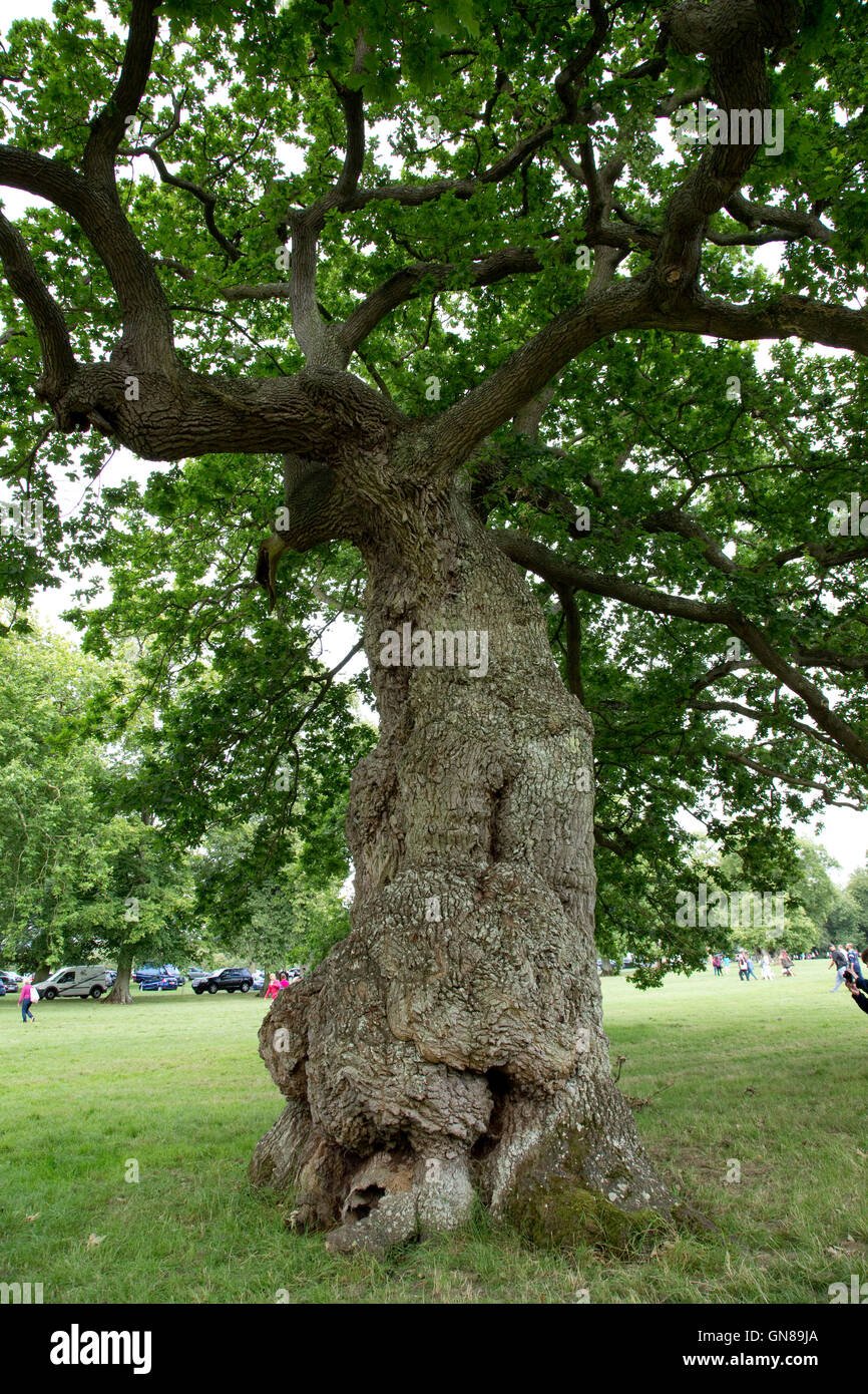 Bole of trunk of ancient knarled sessile oak tree Blenheim Place Woodstock UK Stock Photo