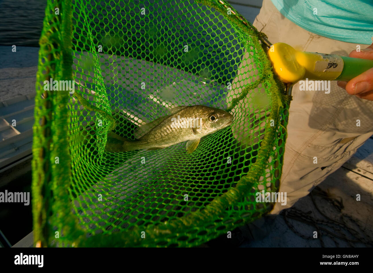 Big Gator trout are often caught on live Croaker bait in Florida's  Mosquito Lagoon and Indian River on the east coast Stock Photo - Alamy