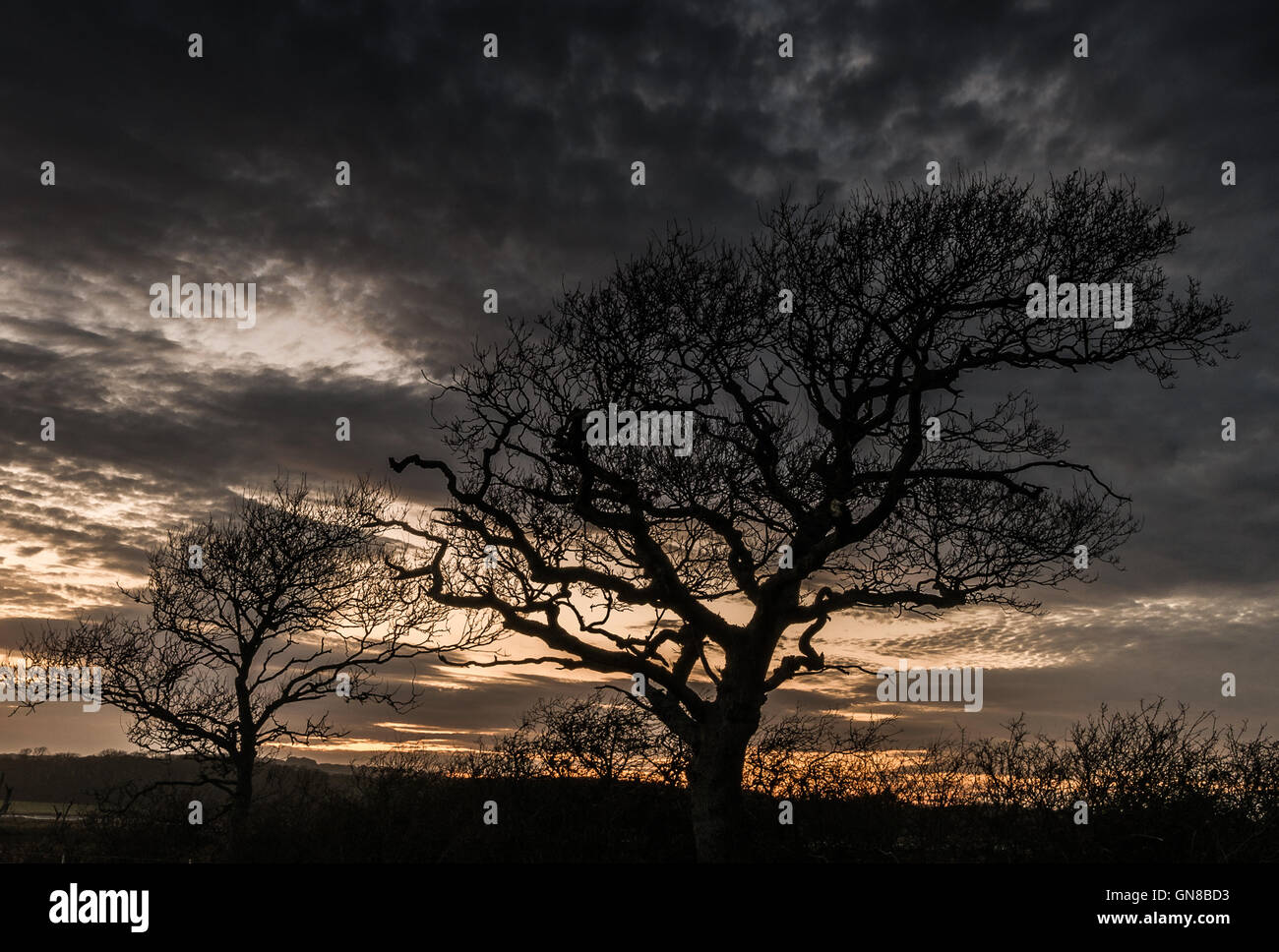 Oak tree in silhouette at sunset Stock Photo - Alamy