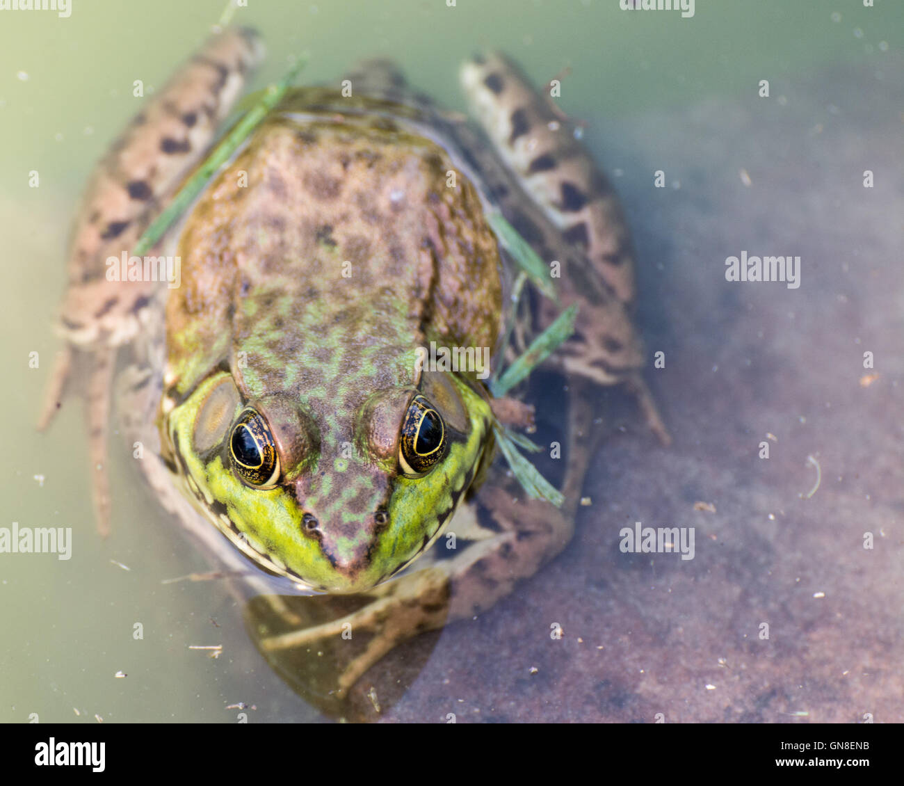 Bullfrog sitting in the water in a swamp. Stock Photo