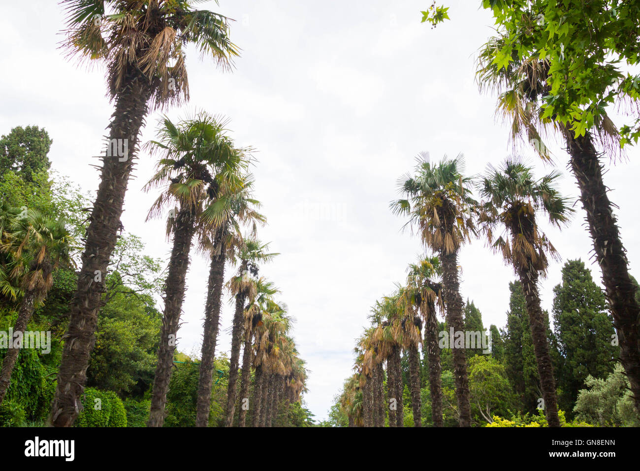 Palm trees alley in crimea hi-res stock photography and images - Alamy