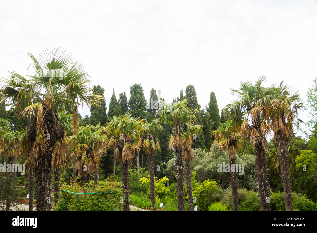 Palm trees alley in crimea hi-res stock photography and images - Alamy