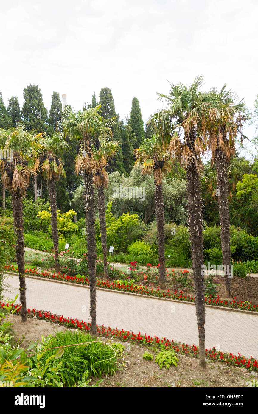 Palm trees alley in crimea hi-res stock photography and images - Alamy