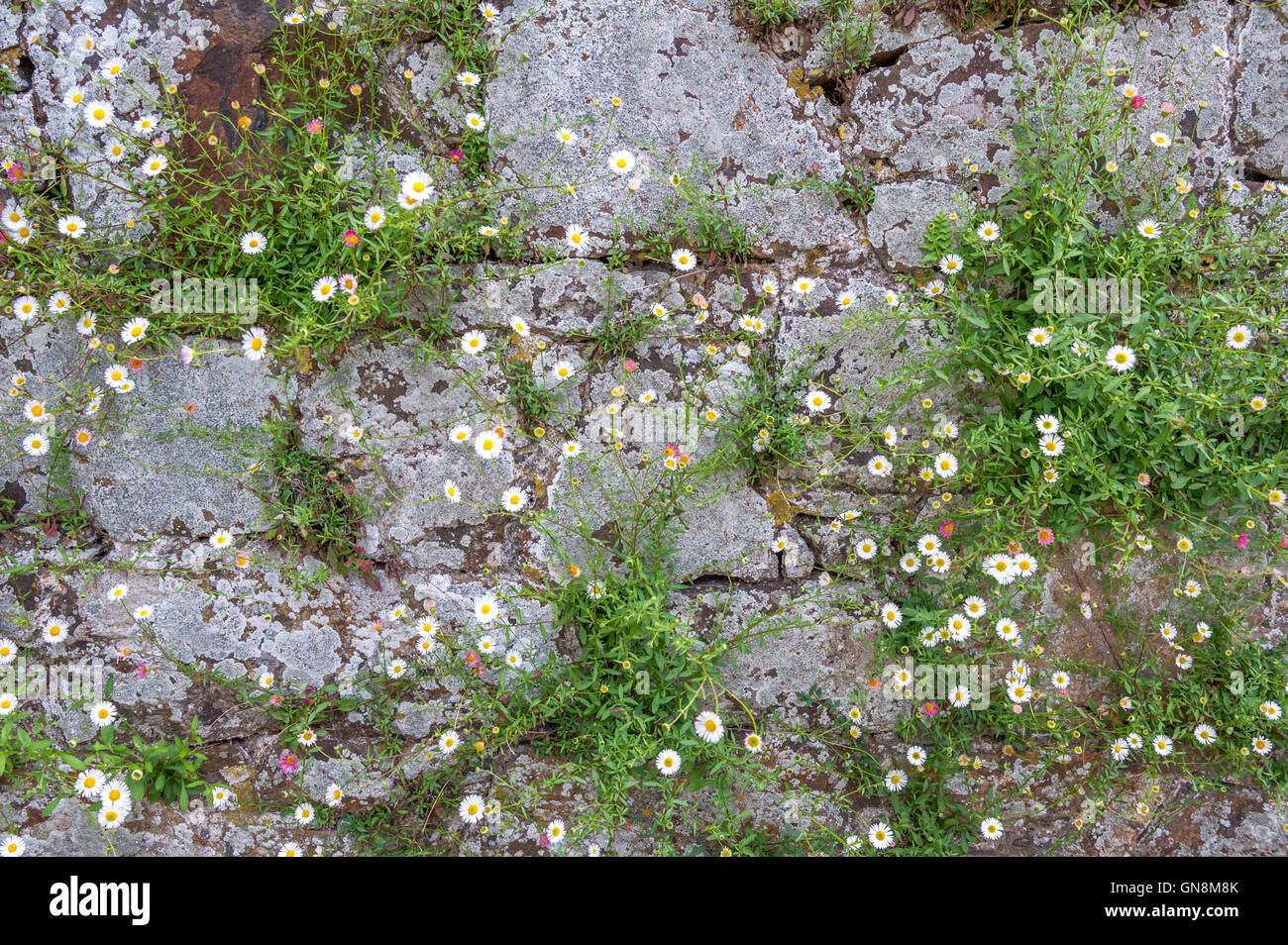 Small white daisies flowering on a stone wall and blowing in the wind. Stock Photo