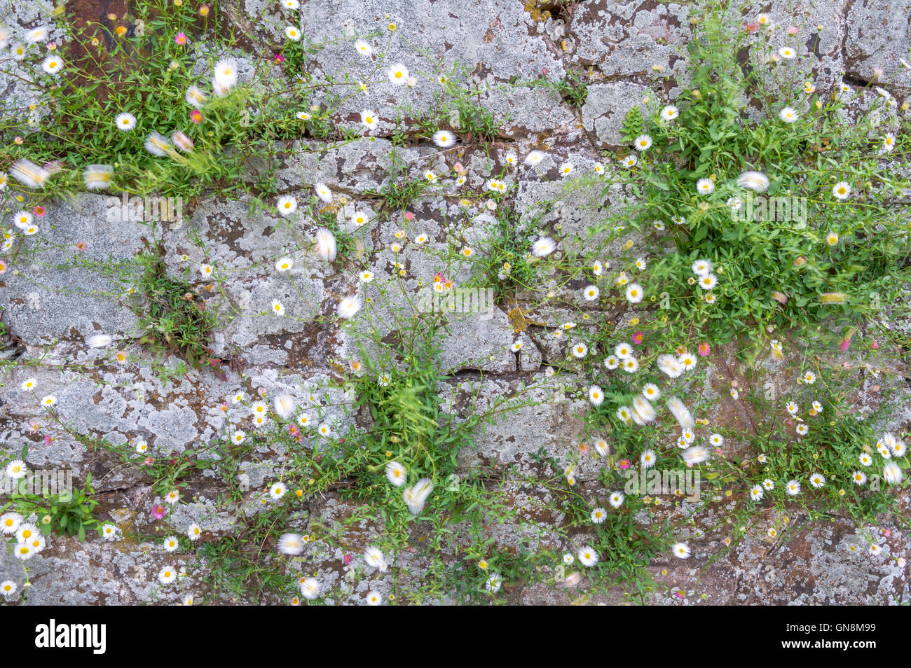 Small white daisies flowering on a stone wall and blowing in the wind. Stock Photo