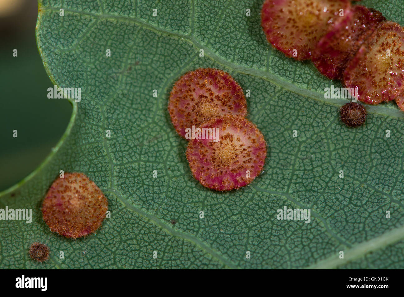 Common spangle galls on pedunculate oak (Quercus robur) due to the cynipid wasp Neuroterus quercusbaccarum Stock Photo
