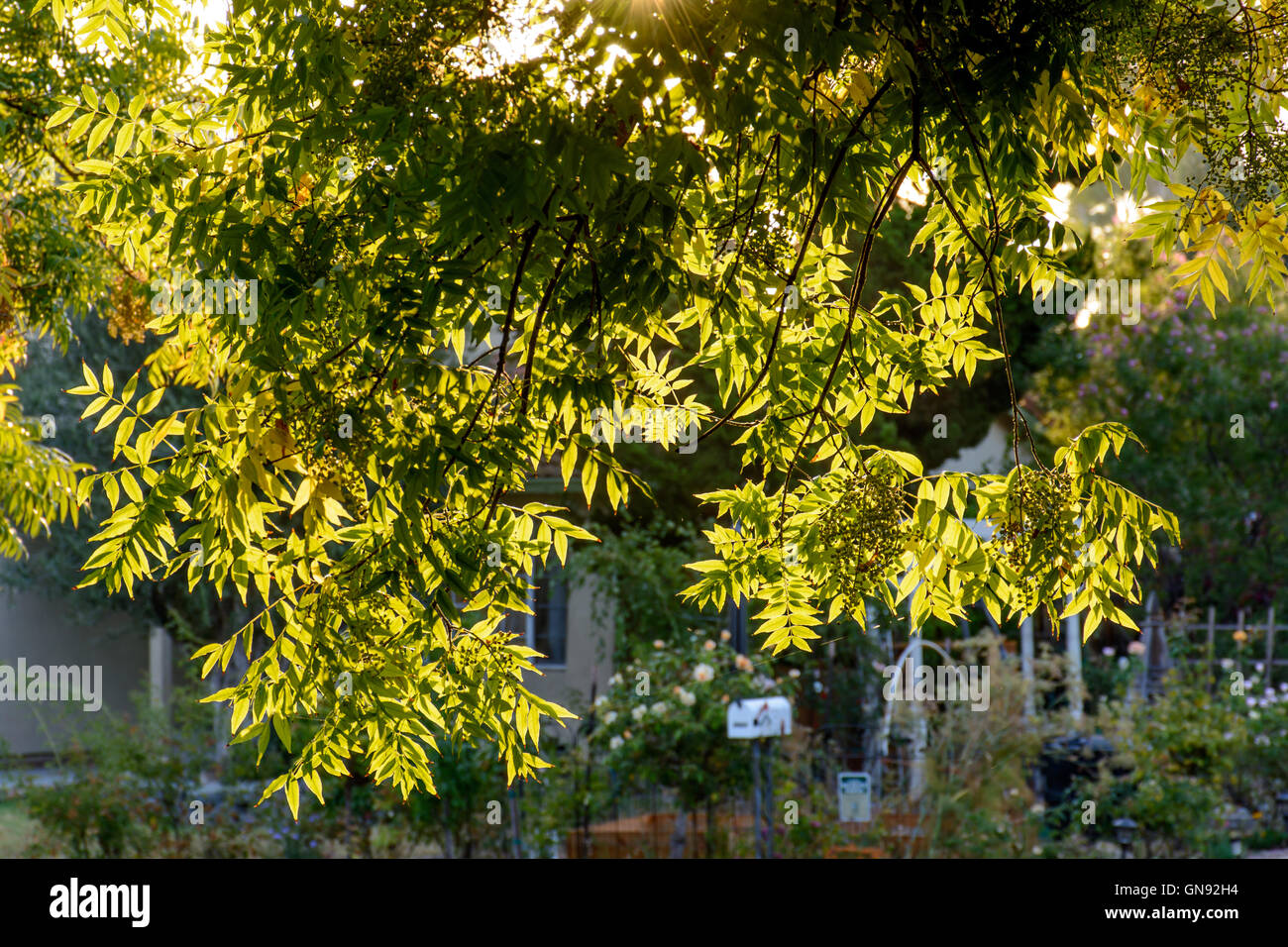 Back Light Tree Leaves in Neighborhood in the Morning Stock Photo