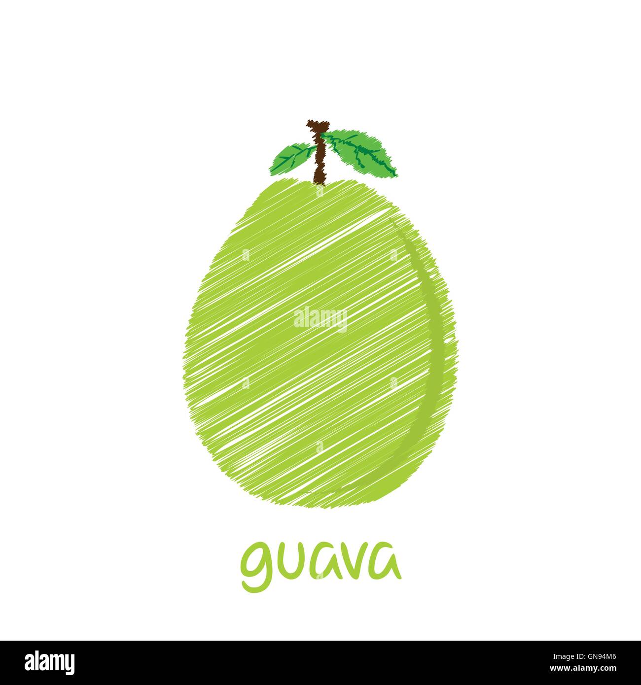guava fruit, sketch design vector Stock Vector