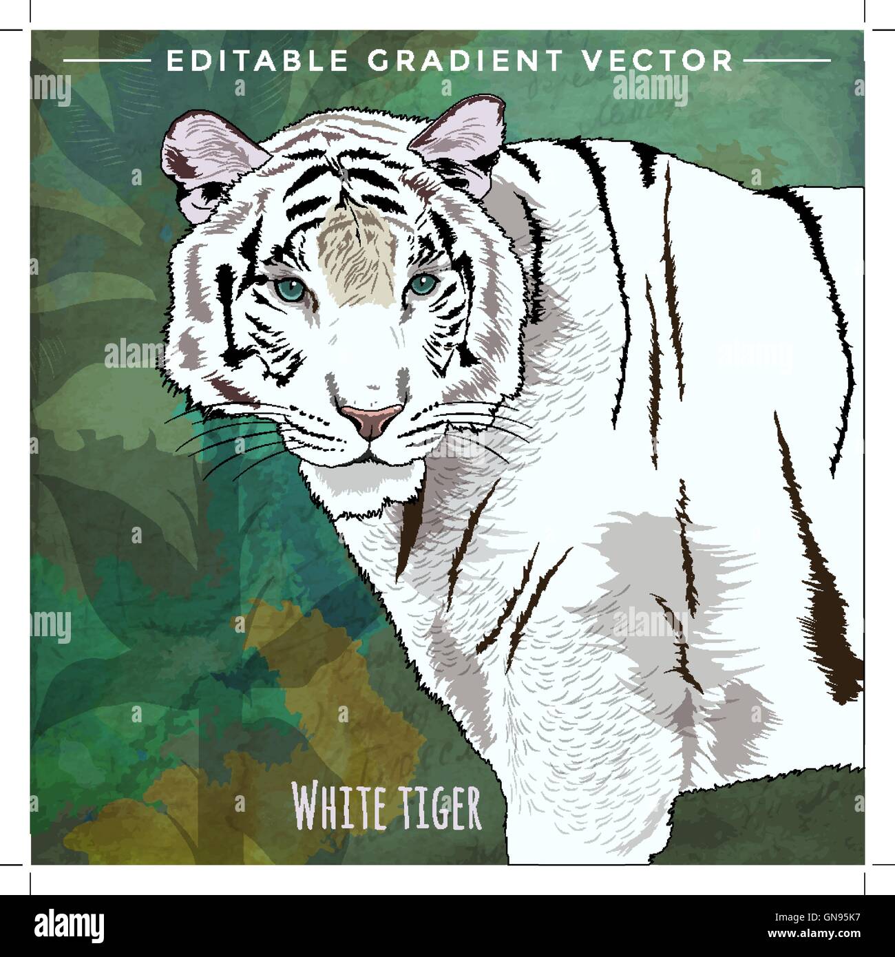 Wild Cats. White Tiger Stock Vector Image & Art Alamy