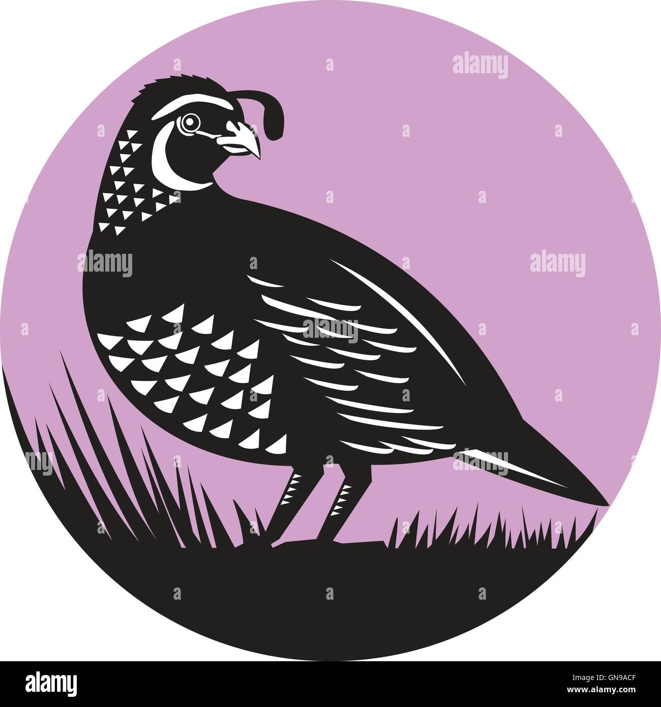 California quail illustration Stock Vector Images - Alamy