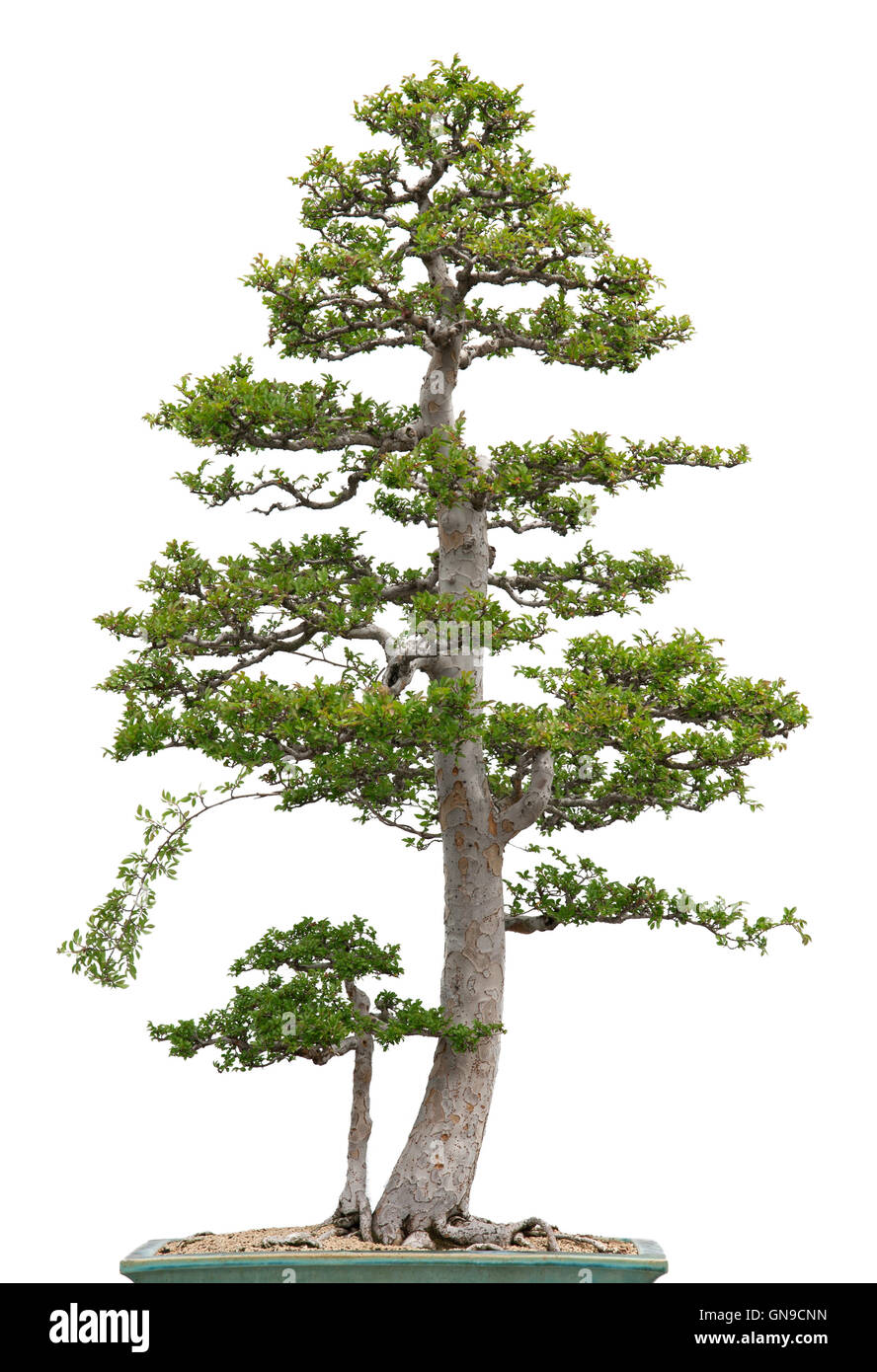 Chinese elm bonsai hires stock photography and images Alamy