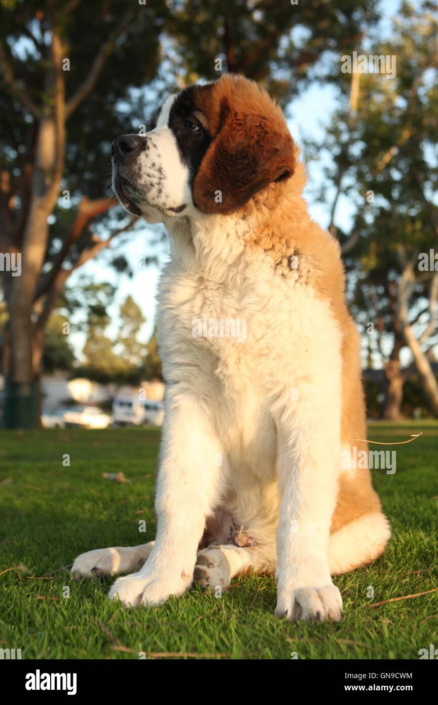 Cute saint bernard sales