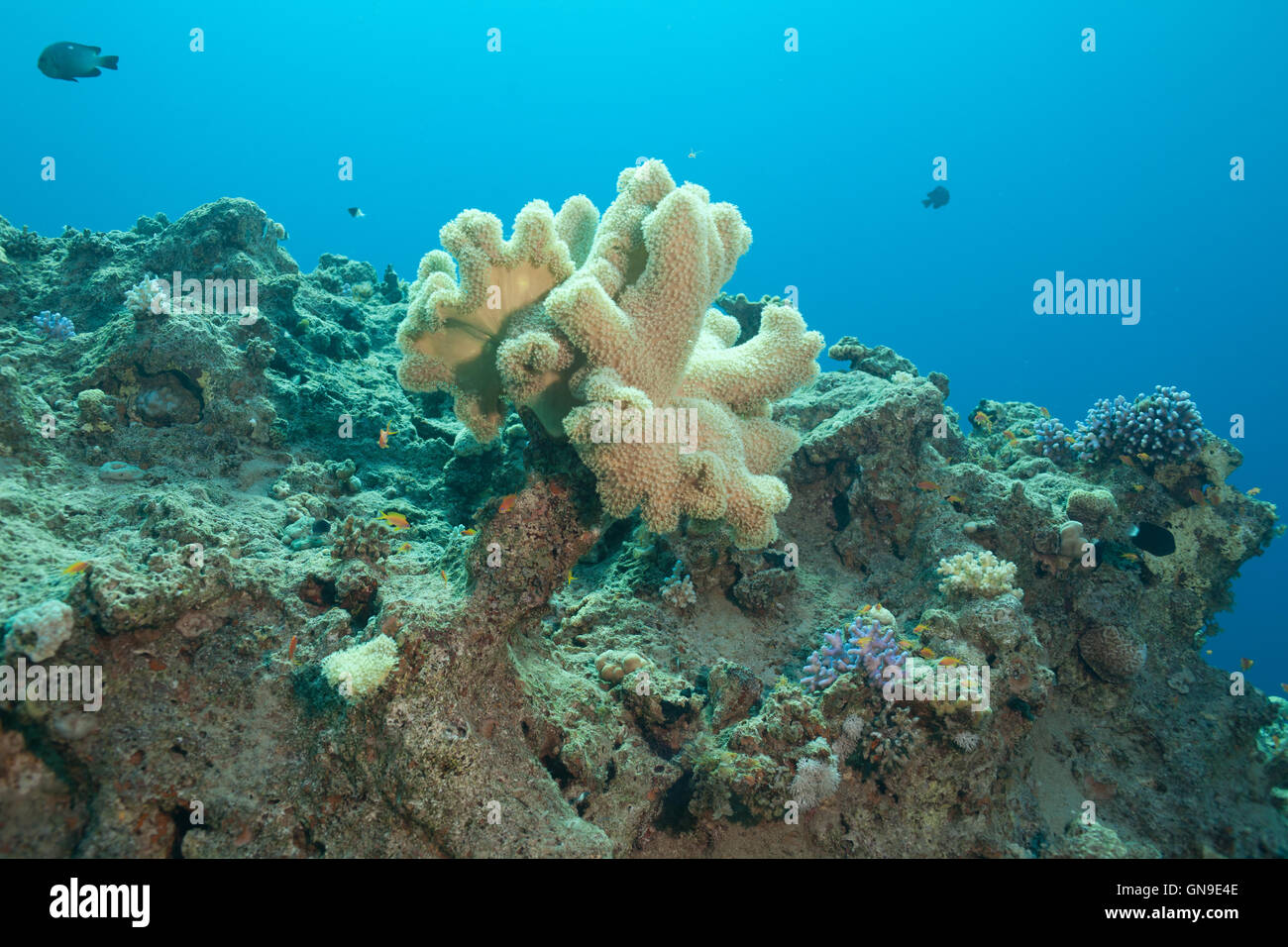 beautiful coral and fish in the sea Stock Photo