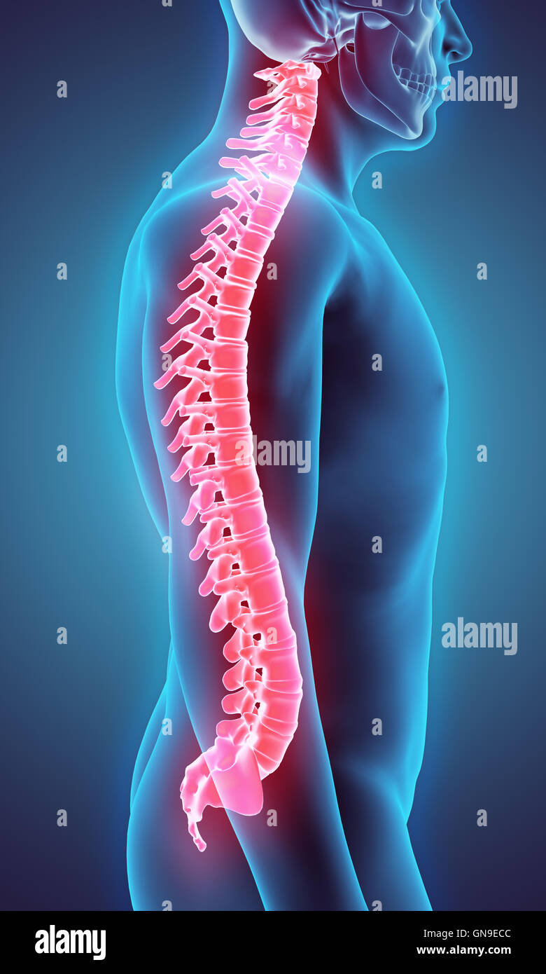 Thoracic spine hi-res stock photography and images - Alamy