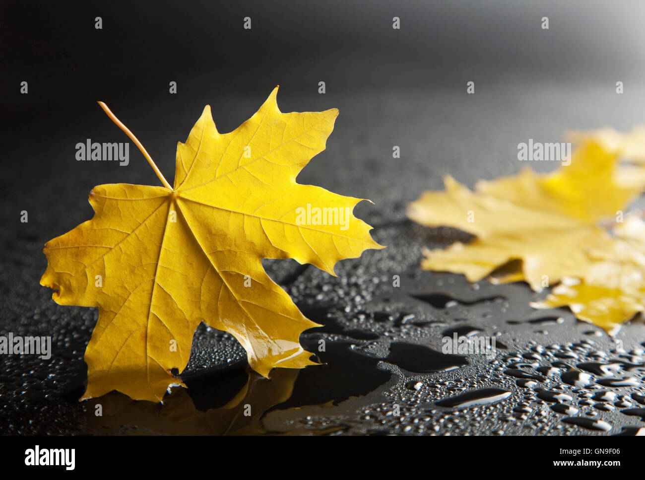 yellow maple leaves Stock Photo - Alamy