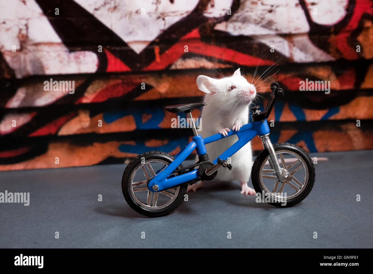 mouse bike
