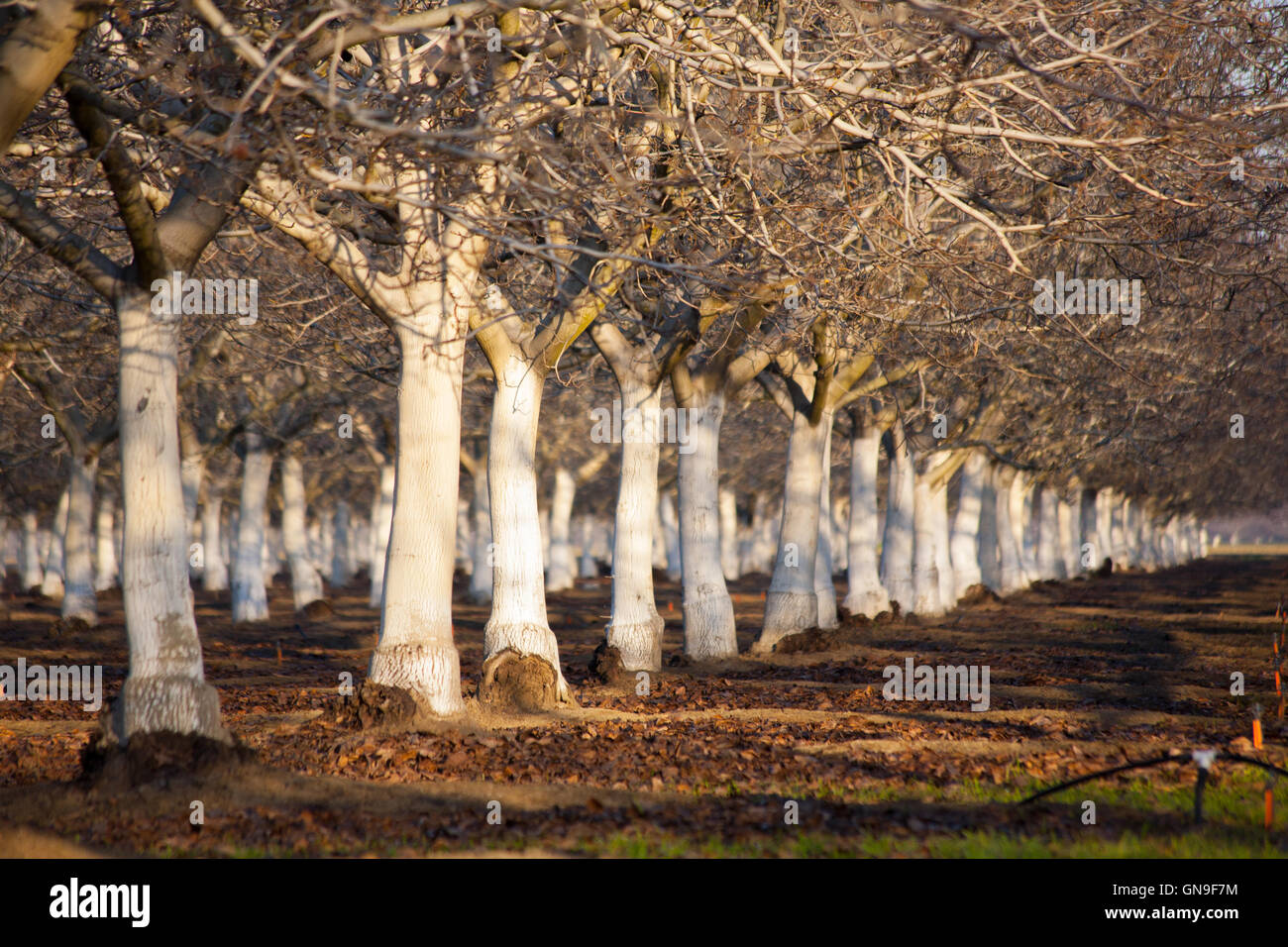 Almond trees fall hi-res stock photography and images - Alamy