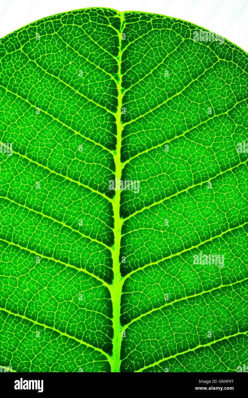 Green leaf background texture Stock Photo