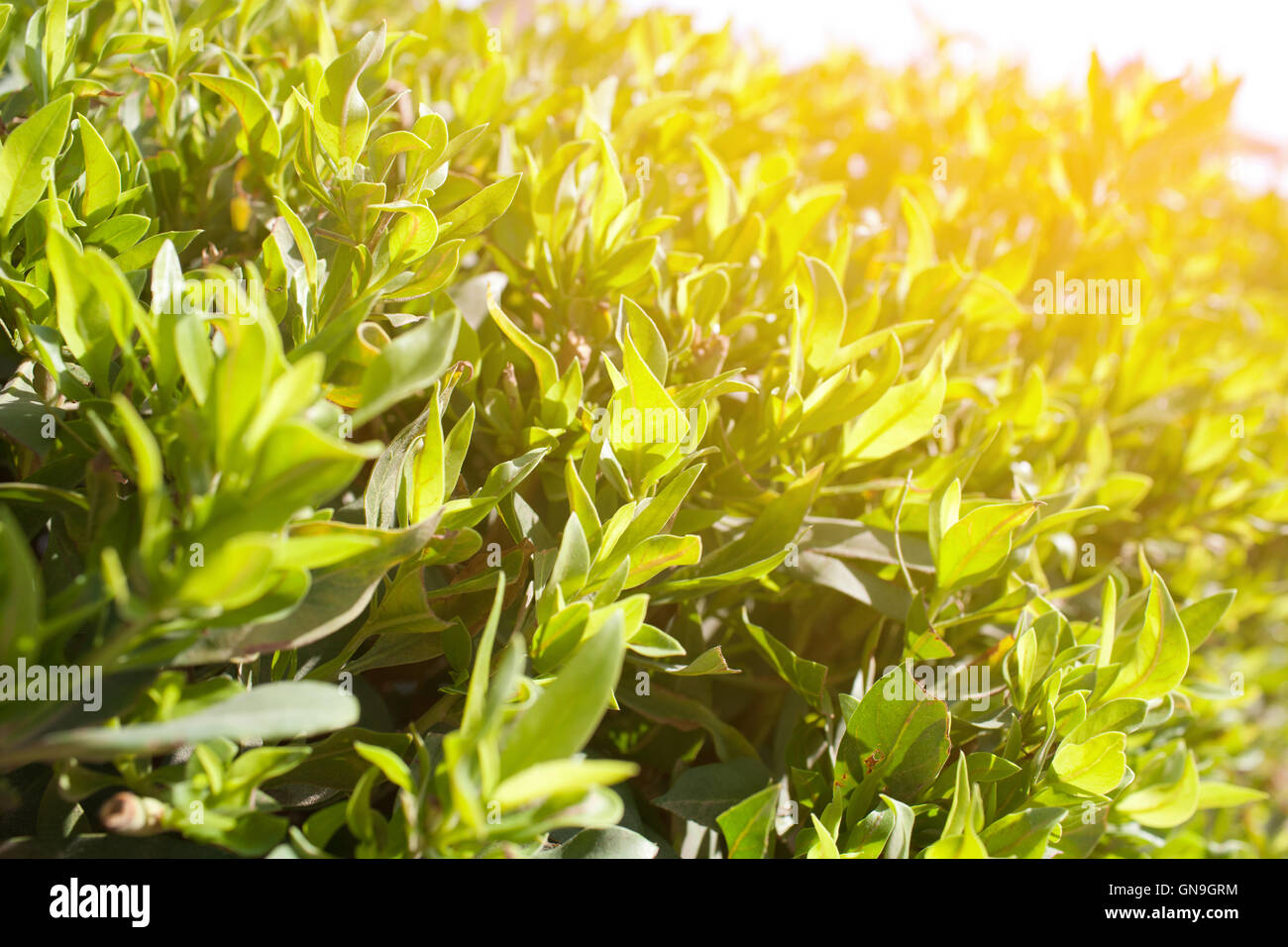 background of green leaves Stock Photo - Alamy