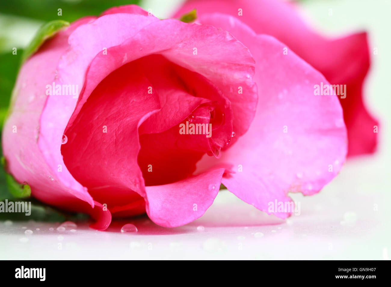 pink fresh rose isolated on a white background Stock Photo - Alamy