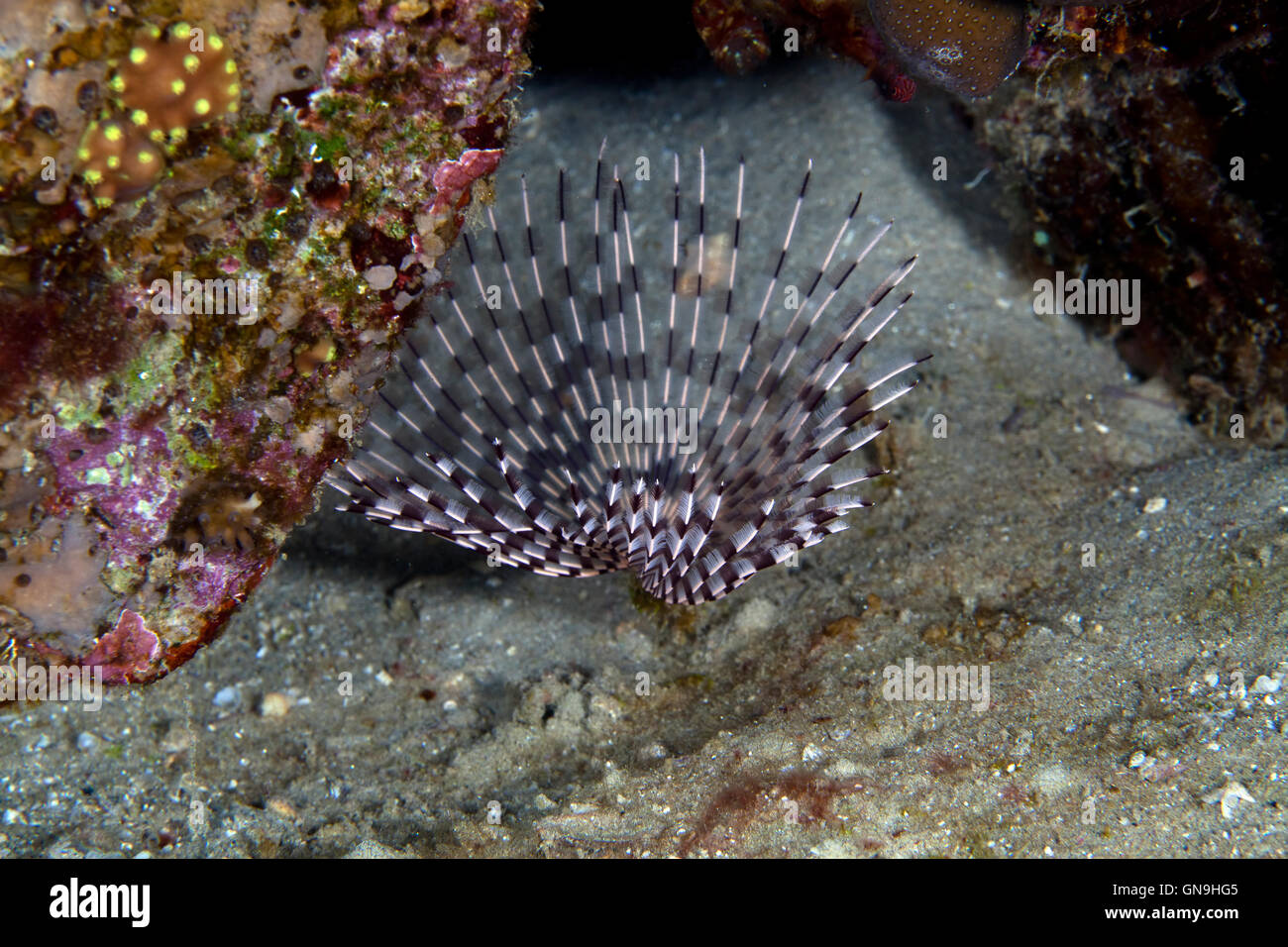 Feather duster worm in the Red Sea Stock Photo Alamy