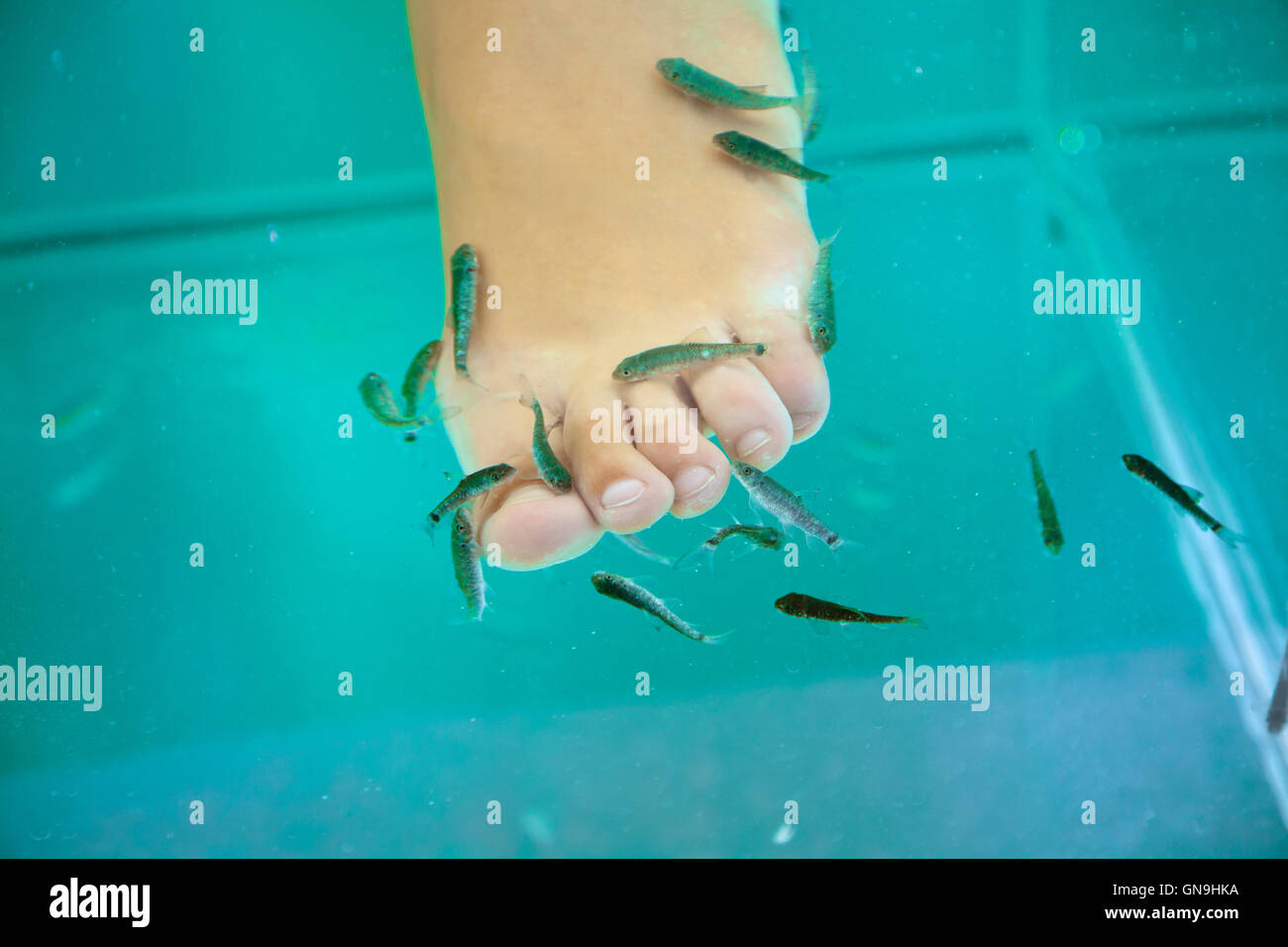 Fish Pedicure Banned In Florida | Health Concerns Raised
