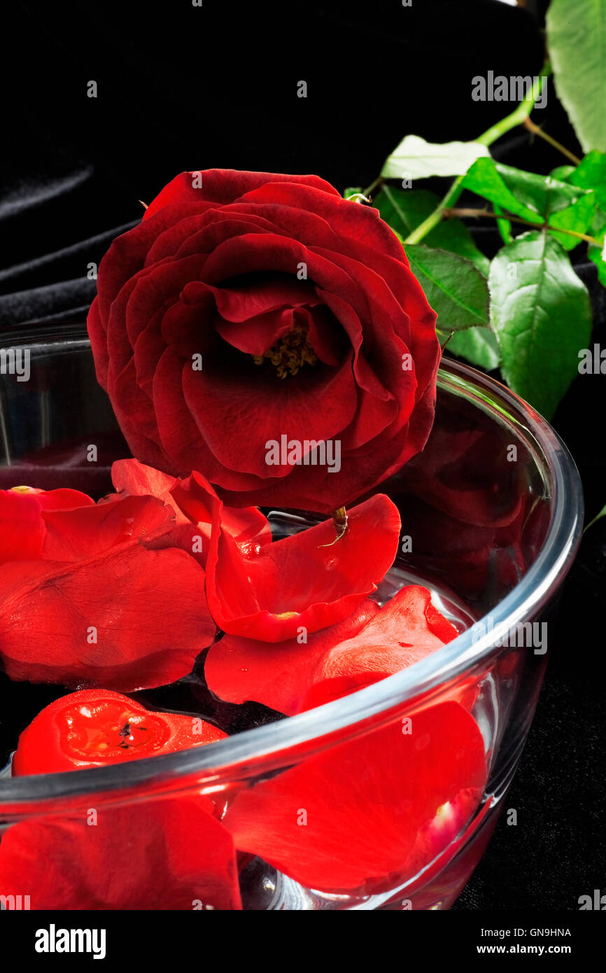 Red roses clean hi-res stock photography and images - Alamy