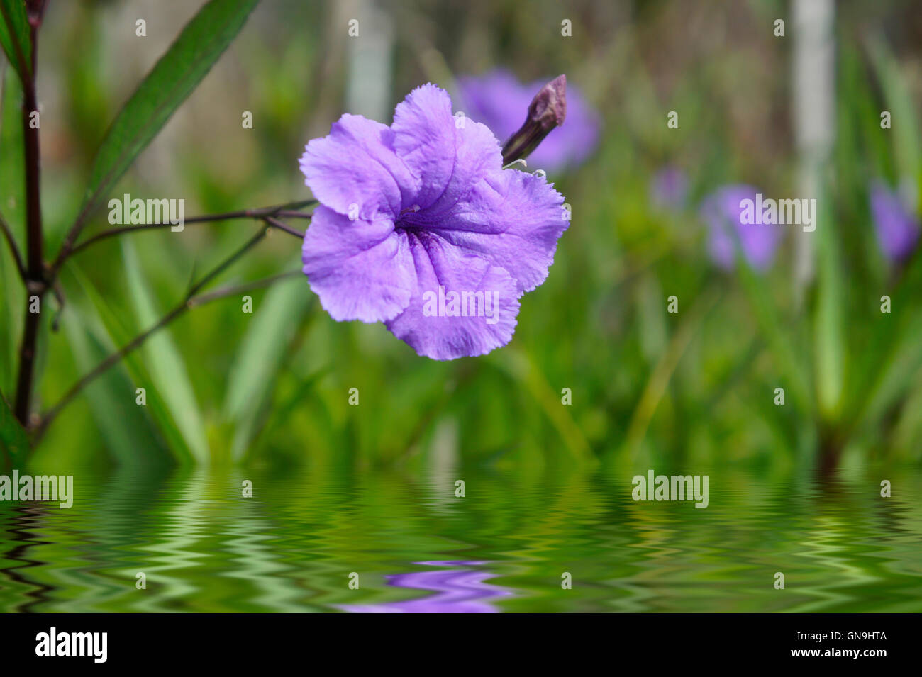 Purple details flower hi-res stock photography and images - Alamy