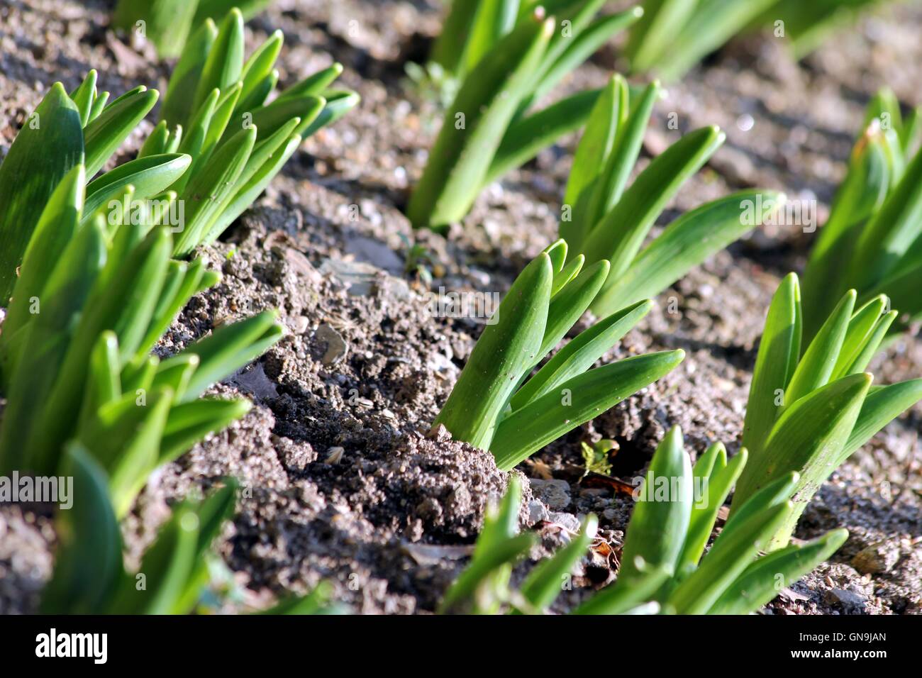 new plant life Stock Photo Alamy