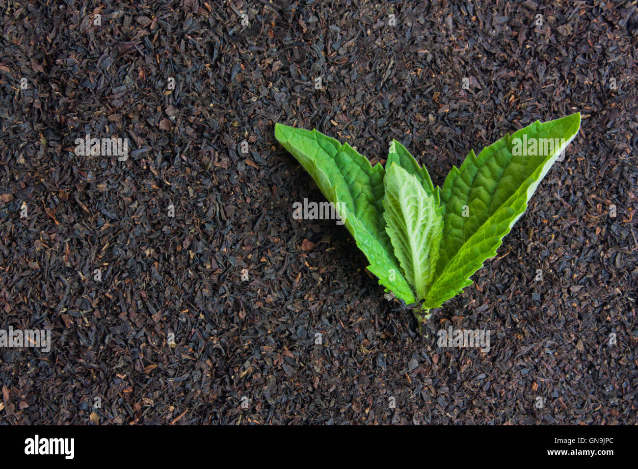 black tea with mint leaves Stock Photo Alamy