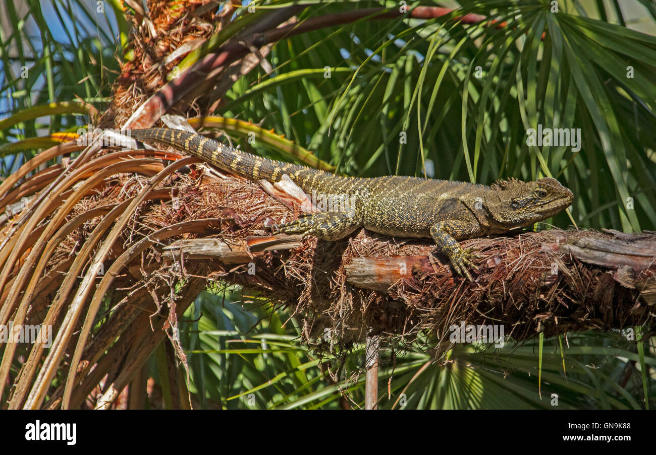 Large Australian eastern water dragon lizard, Itellagama lesueurii, lying on log beside emerald green foliage - in the wild in city park Stock Photo