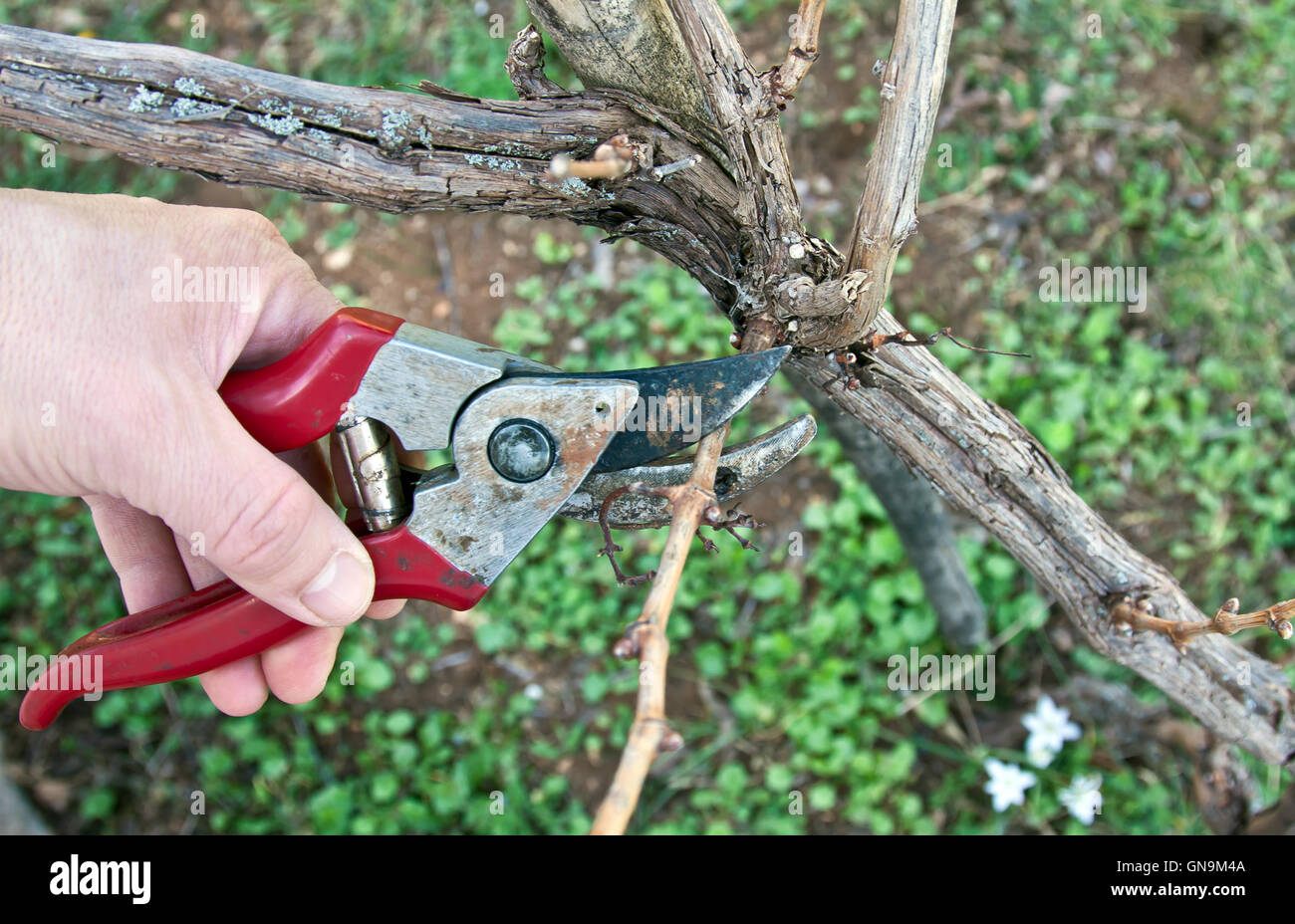 pruning in a vineyard Stock Photo