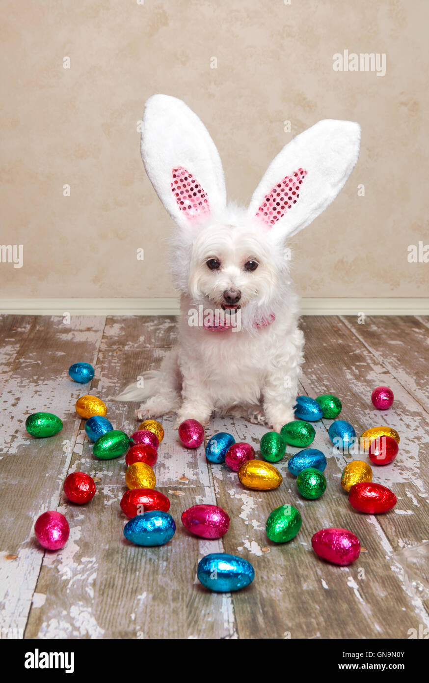 Easter bunny costume humour hires stock photography and images Alamy