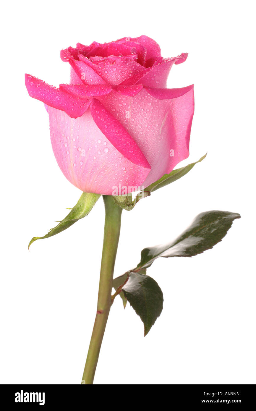 Pink rose with drops of water Stock Photo - Alamy