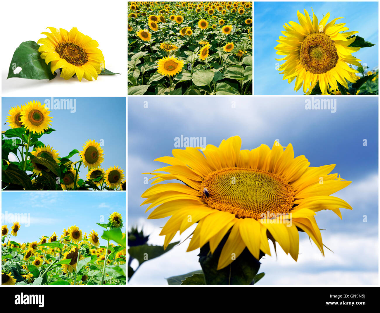 Bright sunflowers against the blue sky Stock Photo - Alamy