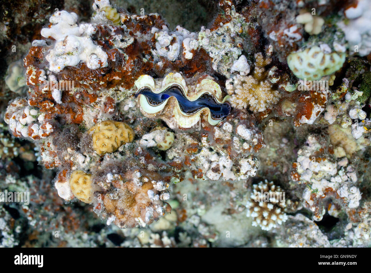 corals in the sea Stock Photo