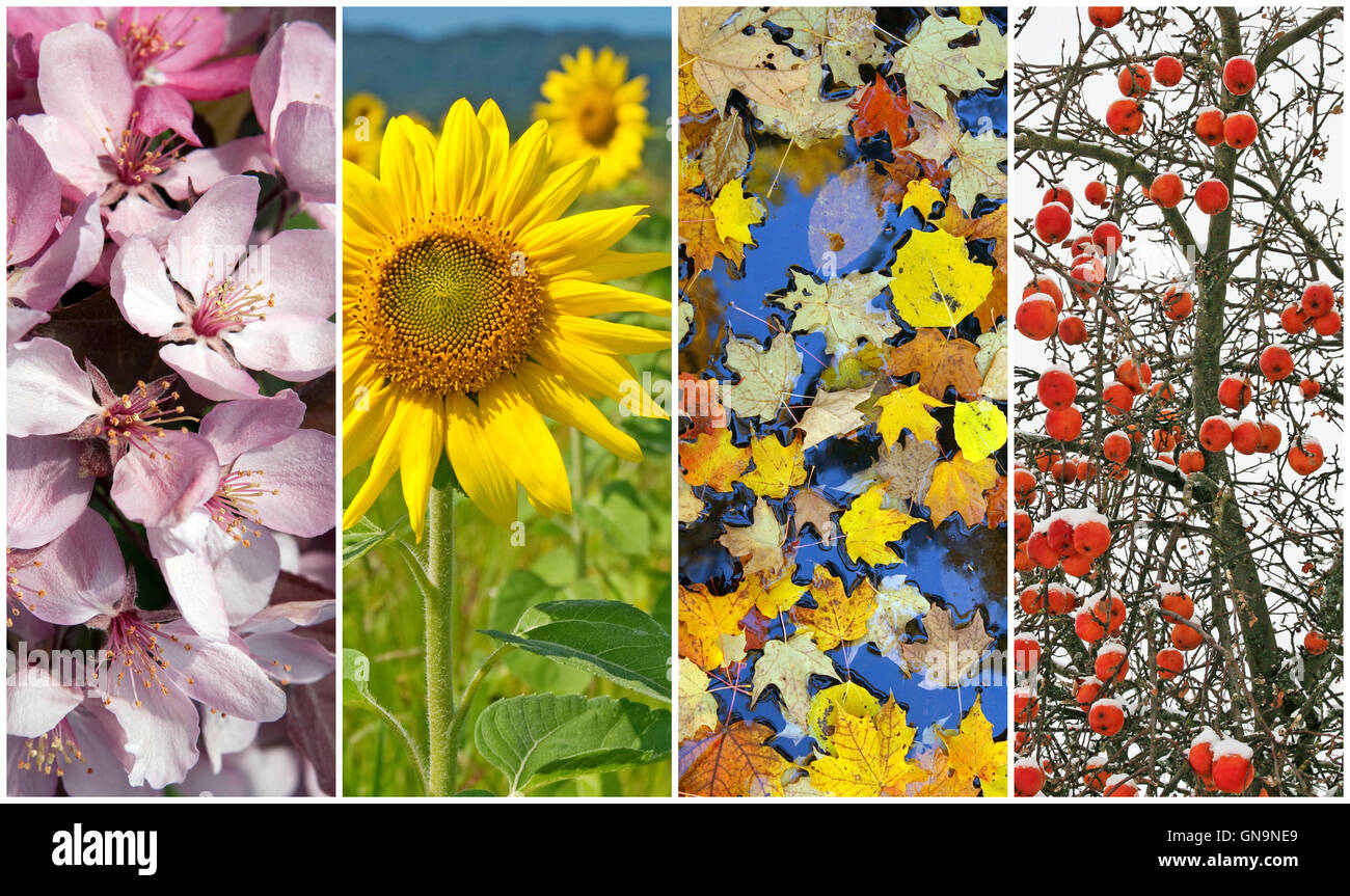 Four seasons. Spring, summer, autumn, winter Stock Photo Alamy