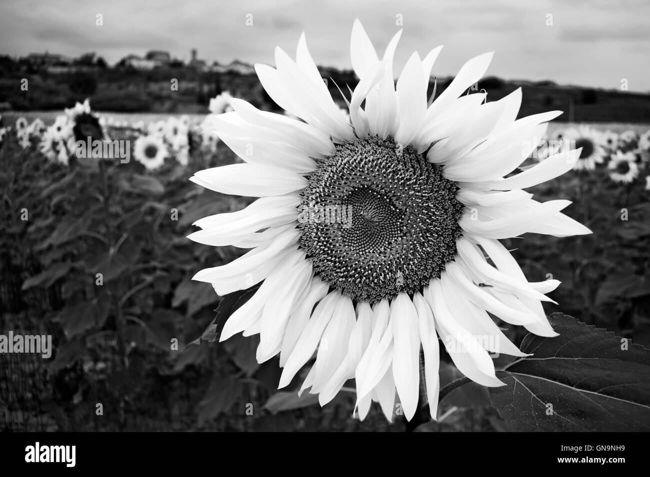 Field of sunflowers Black and White Stock Photos & Images - Alamy