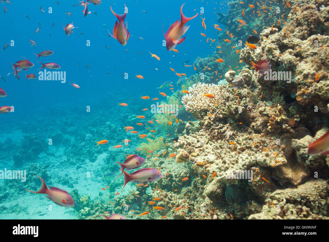 Scalefin anthias fish and corals in the sea Stock Photo