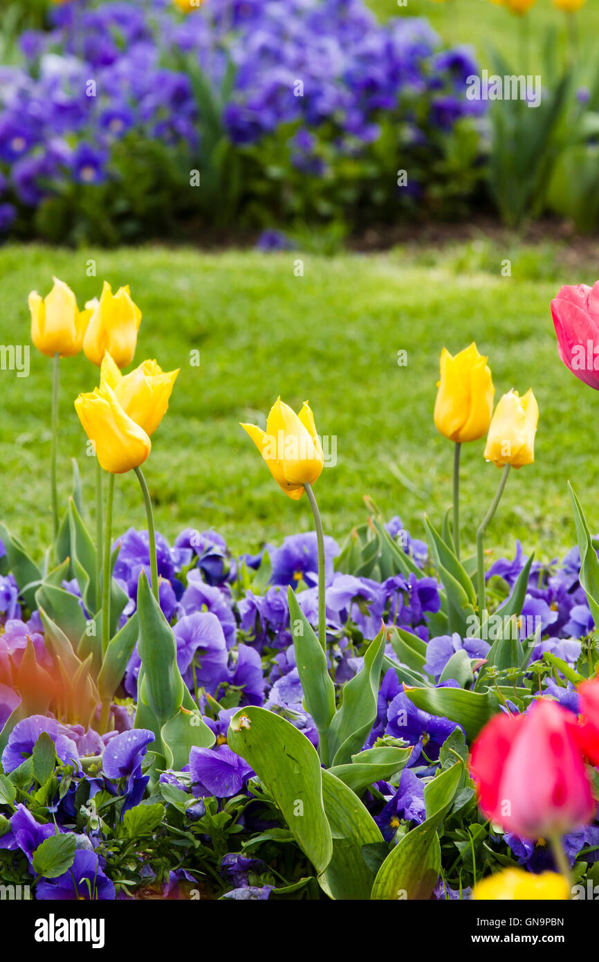 Background. Red, yellow, maroon tulips Stock Photo - Alamy