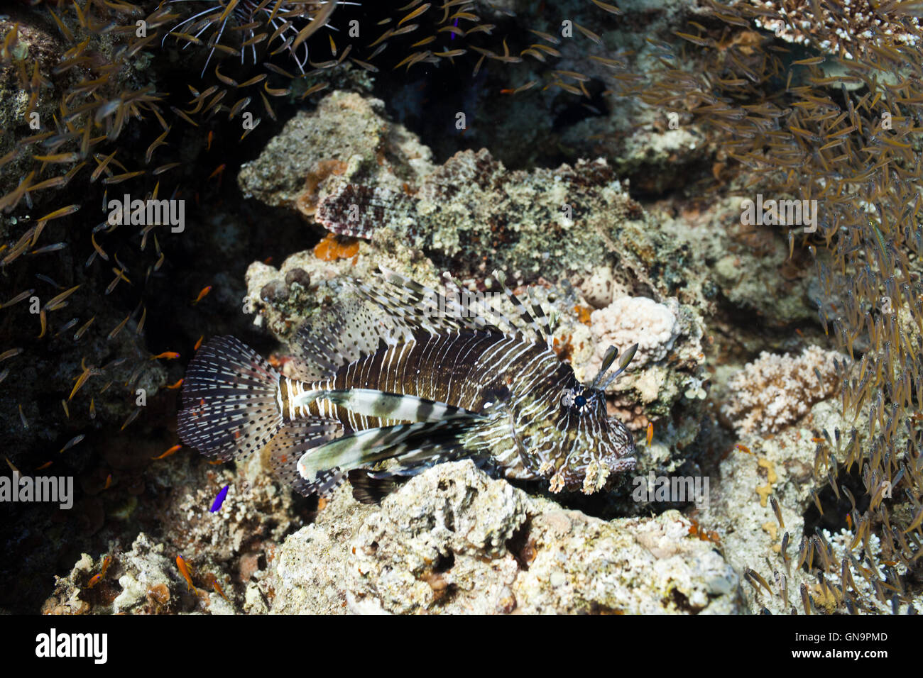 Lion fish and another fishes in the sea Stock Photo