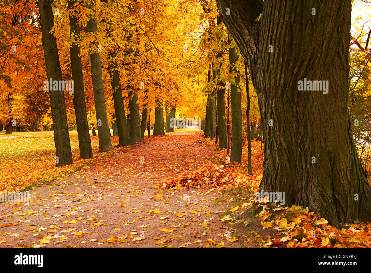 autumn alley in park Stock Photo - Alamy