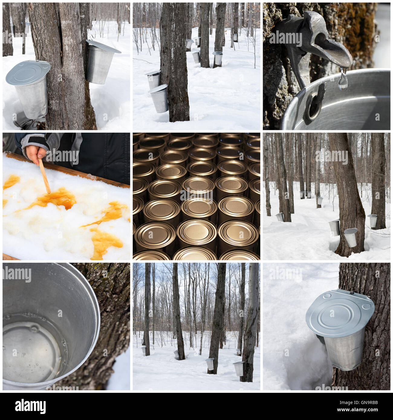 Maple syrup production Stock Photo Alamy