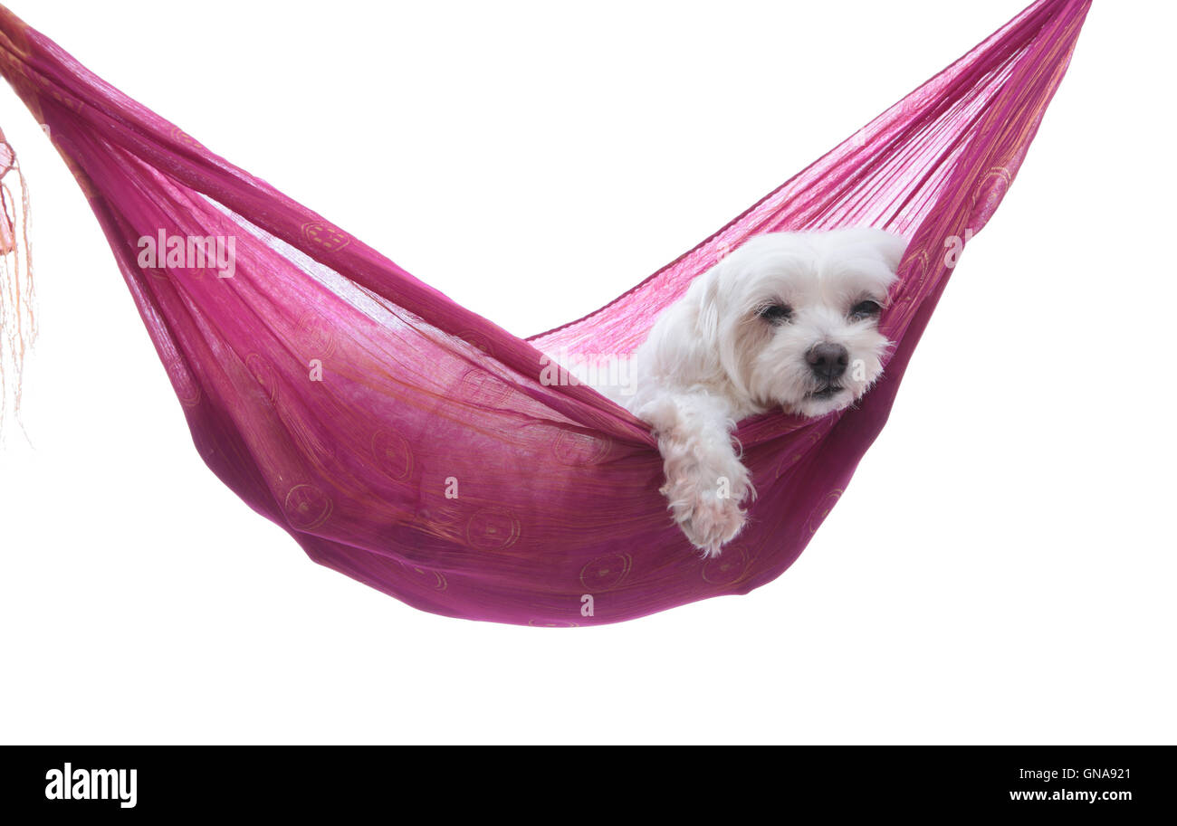Just hanging around - puppy dog in hammock Stock Photo