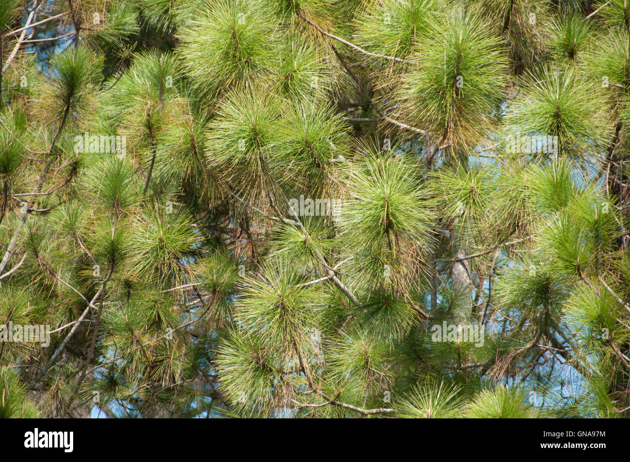 mood of the green nature Stock Photo